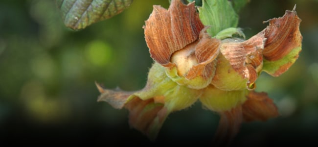 FERRERO HAZELNUT COMPANY